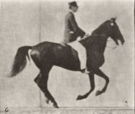 Plate 619 'Middleton' cantering, saddled — figure reference